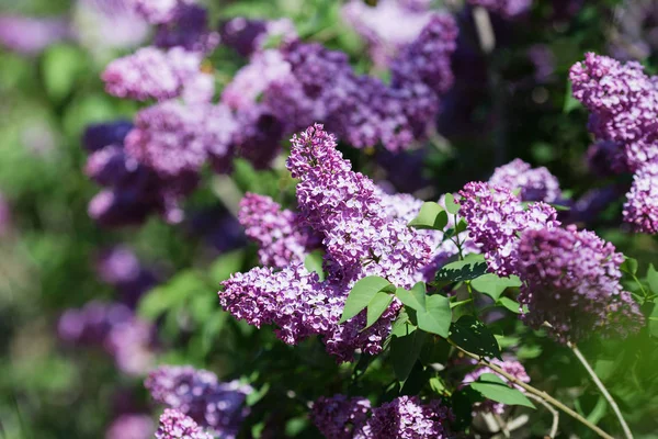 Floral natural background. Lilac flowers close up. Lilac flowers background. Macro image of spring lilac violet flowers. Branch of lilac flowers with the leaves.