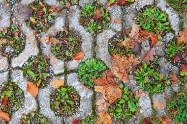 Parktaki eski kaldırım taşlarında yeşil çimenler büyüyor. Bitki