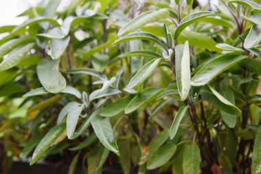 Aromatik Yaygın Sage Salvia Memurları Bitki Giderek Büyüyor