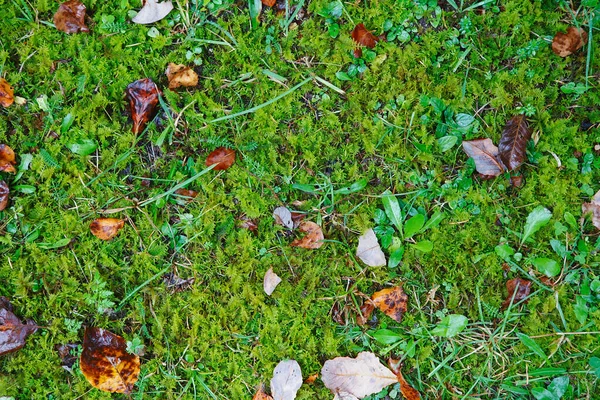 Feuilles d'automne colorées sur un fond de mousse verte et d'herbe. Pour — Photo