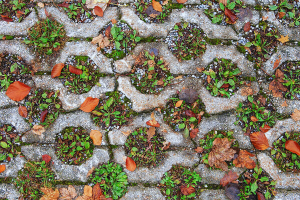 Green grass growing on the old pavement tiles in the park. Planting green grass in the square hole of concrete slabs on the pathway in the park. Fall season