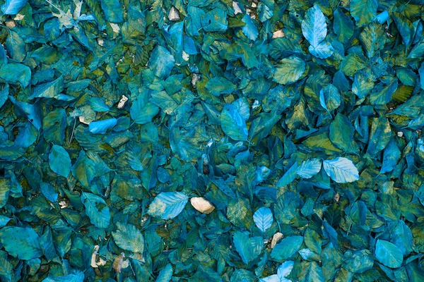 Abstraktní pozadí modrého podzimu listí. — Stock fotografie