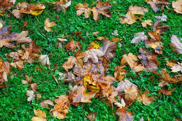 Feuilles d'automne colorées sur un fond d'herbe verte. Vue du dessus . — Photo