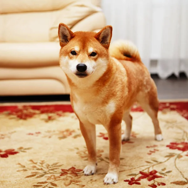 Giapponese Shiba Inu cane in casa — Foto Stock