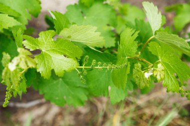Üzüm tomurcukları, bebek üzümleri, küçük meyveler. Flowe 'a yakın çekim