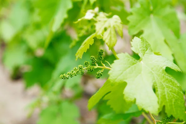 Brotes de uva, uvas de bebé, bayas pequeñas. Primer plano de flowe —  Fotos de Stock