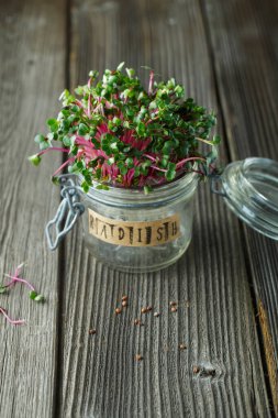 Turp mikroyeşillikleri - yeşil yapraklar ve mor saplar. 