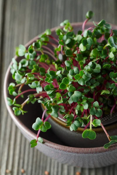 Close-up van radijs microgreens - groene bladeren en paarse stengels. — Stockfoto