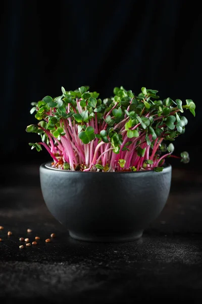 Close-up of radish microgreens - green leaves and purple stems.