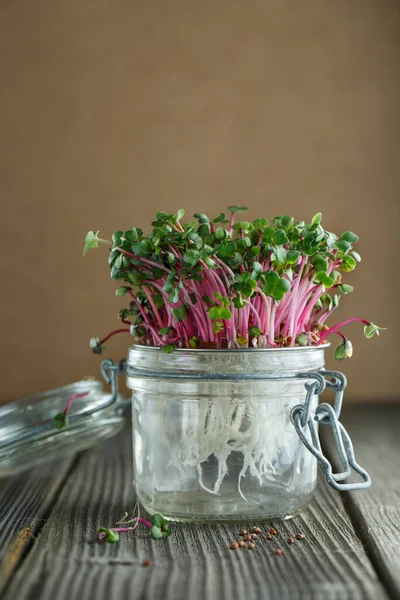 Close-up van radijs microgreens - groene bladeren en paarse stengels. — Stockfoto