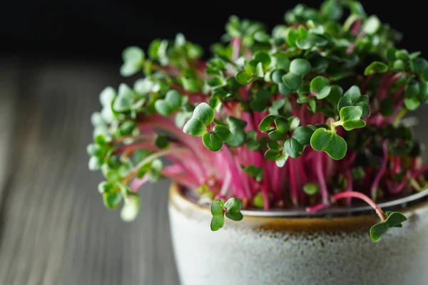 Close-up of radish microgreens - green leaves and purple stems.