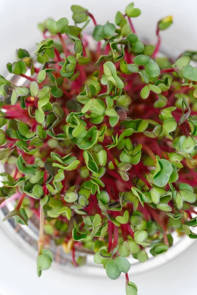 Close-up of radish microgreens - green leaves and purple stems.