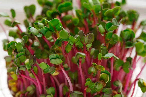 Närbild av rädisa mikrogröna - gröna blad och lila stjälkar. Stockbild