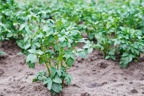 Planta de batata jovem crescendo no solo. Arbusto de batata na garde — Fotografia de Stock