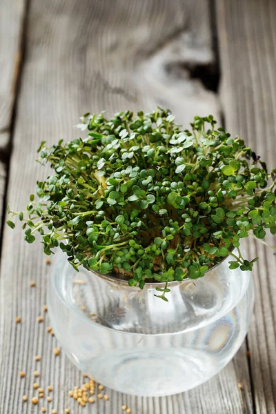 Close-up van Mosterd Microgreens, groene bladeren en stengels. Sprouti — Stockfoto
