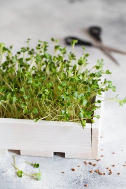 Beyaz ahşap kutuda turp mikroçipleri. Filizlenen Mikroyeşil