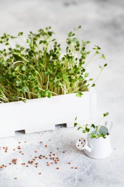 Beyaz ahşap kutuda turp mikroçipleri. Filizlenen Mikroyeşil