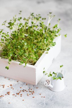 radish microgreens in the white wooden box. Sprouting Microgreen clipart