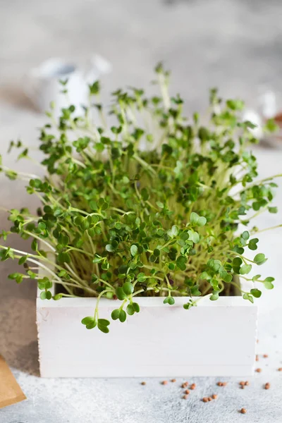 Microgreens rábano en la caja de madera blanca. Germinación Microgreen — Foto de Stock