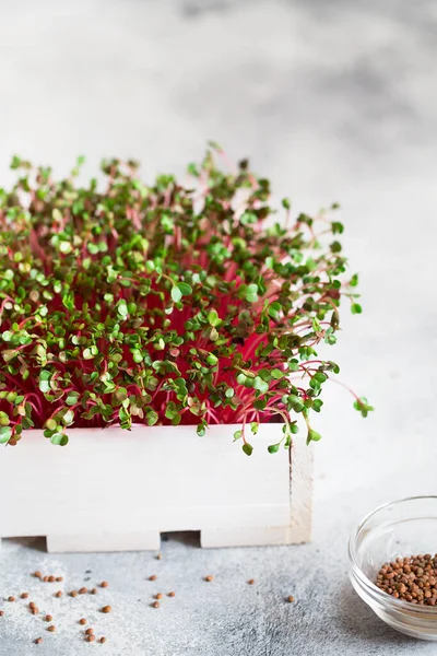 radish microgreens - green leaves and purple stems. Sprouting Mi