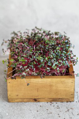 Close-up of red cabbage microgreens in the wooden box. Sprouting clipart