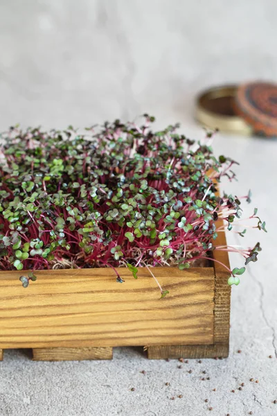 Close-up of red cabbage microgreens in the wooden box. Sprouting