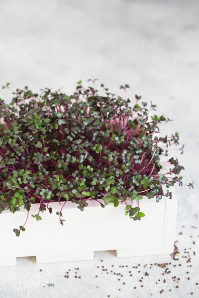 Close-up of red cabbage microgreens in the white wooden box. Spr
