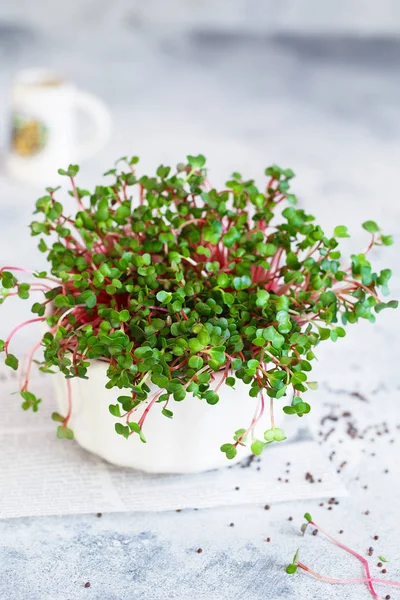 Close-up of radish microgreens - green leaves and purple stems.