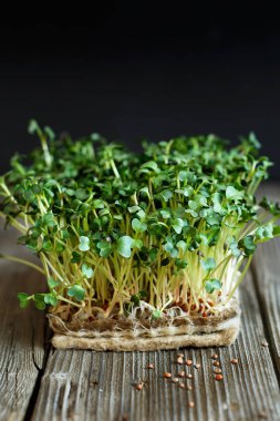 Close-up of Daikon microgreens with seeds and roots on the Jute  clipart