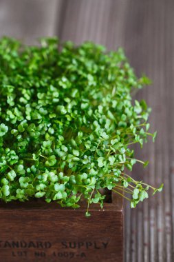 Close-up of broccoli microgreens in the wooden box. Sprouting Mi clipart