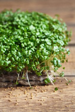 Hardal Mikroçim, yeşil yapraklar ve saplar yakın plan. Sprouti.