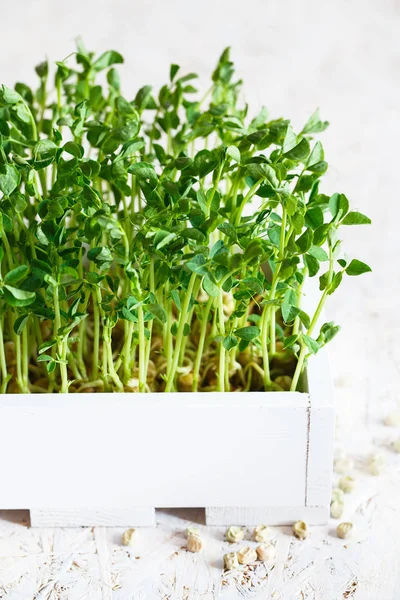 Gros plan des microgreens de pois dans la boîte en bois blanc. Germes — Photo