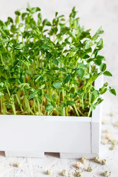 Close-up van erwten microgreens in de witte houten doos. Vermoeidheid — Stockfoto