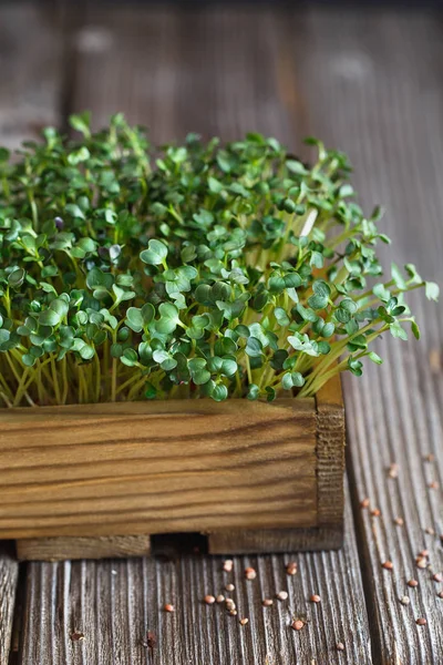 Microgreens Daikon en la caja de madera. Brotando Microgreens. Véase — Foto de Stock