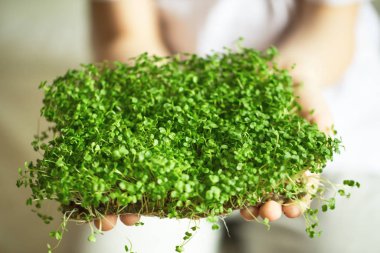mikroyeşil filizler çocukların ellerinde çiğ lahanalar, mikroçimler, şifa