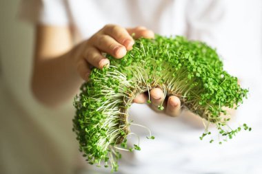mikroyeşil filizler çocukların ellerinde çiğ lahanalar, mikroçimler, şifa