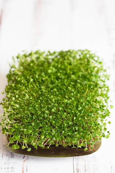 Κοντινό πλάνο των μικροπράσινων βασιλικού. Σπρινγκ Microgreen. Σπέρματα — Φωτογραφία Αρχείου