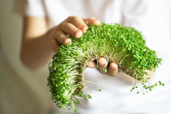 mikroyeşil filizler çocukların ellerinde çiğ lahanalar, mikroçimler, şifa