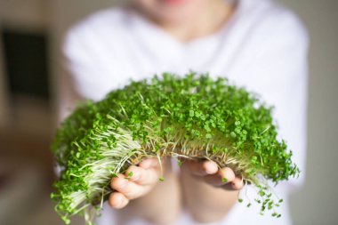 mikroyeşil filizler çocukların ellerinde çiğ lahanalar, mikroçimler, şifa