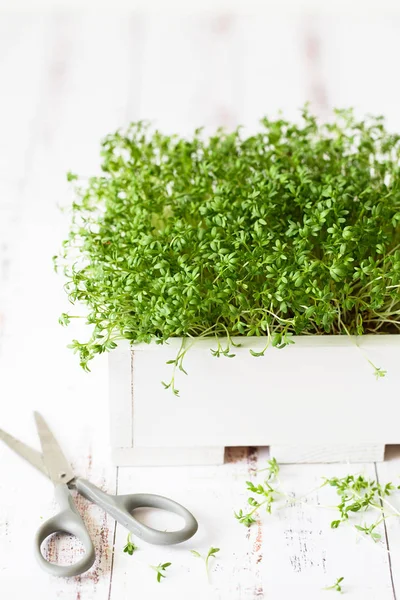 Färska grönsaker. Odlar groddar. Närbild av vattenkrasse sallad mikro — Stockfoto