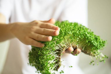 mikroyeşil filizler çocukların ellerinde çiğ lahanalar, mikroçimler, şifa