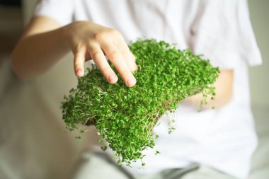 mikroyeşil filizler çocukların ellerinde çiğ lahanalar, mikroçimler, şifa