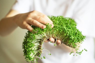 mikroyeşil filizler çocukların ellerinde çiğ lahanalar, mikroçimler, şifa