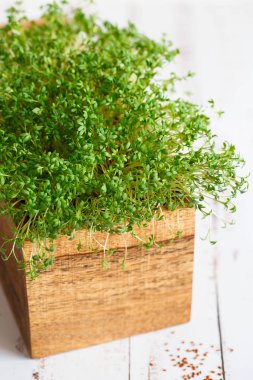 Taze sebzeler. Yeşilleniyorlar. Su teresi salatası mikro görüntüsü.