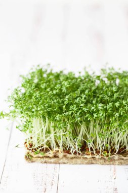 Su teresi salatası mikroçayırları, yeşil yapraklar ve saplar. Filizlenme 