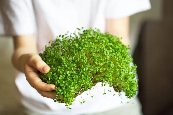 microgreen sprouts in kids hands Raw sprouts, microgreens, healt