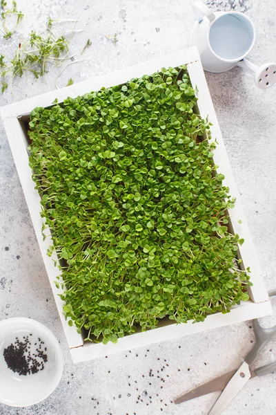 Close-up van basilicum microgreens in de witte houten doos. Vermoeidheid — Stockfoto