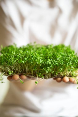 çocukların ellerinde mikroyeşil lahanalar çiğ lahanalar, mikro yeşiller, sağlıklı beslenme konsepti
