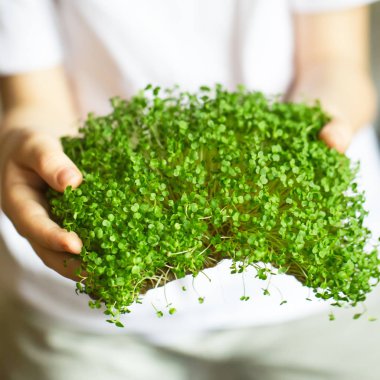 mikroyeşil filizler çocukların ellerinde çiğ lahanalar, mikroçimler, şifa