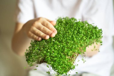 mikroyeşil filizler çocukların ellerinde çiğ lahanalar, mikroçimler, şifa